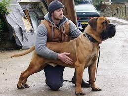 Boerboel